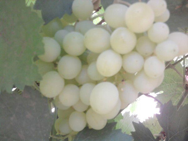 Liliy Суяргулова