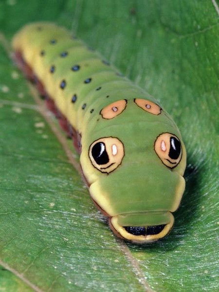 Сергей Лурье