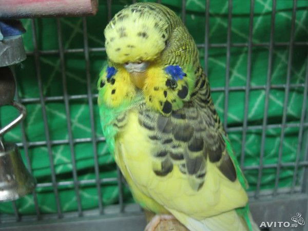 Александр Патлай