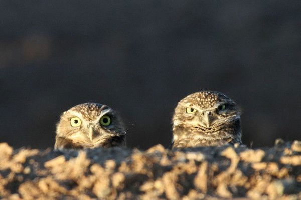 Сергей Вельш