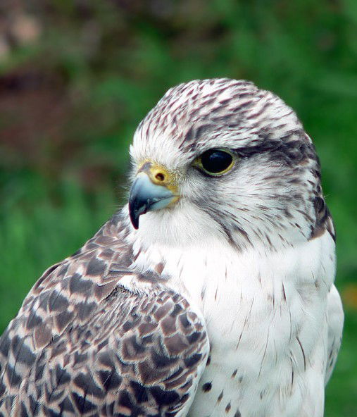 Александр Соколов