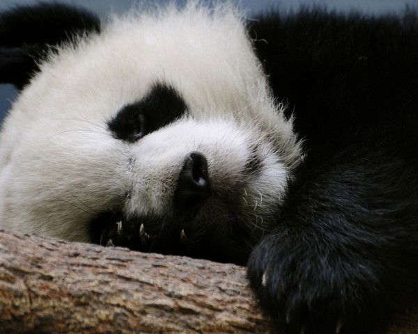 Полина Прохацкая