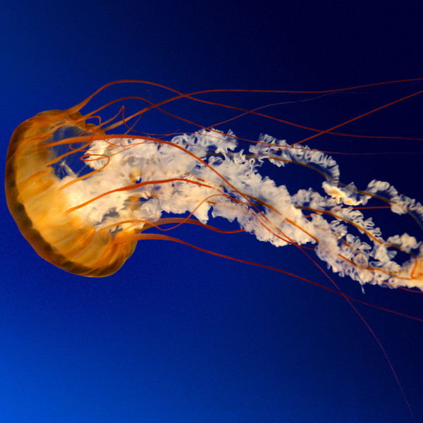 Alex Измайлов