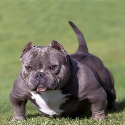 Денис Марленович