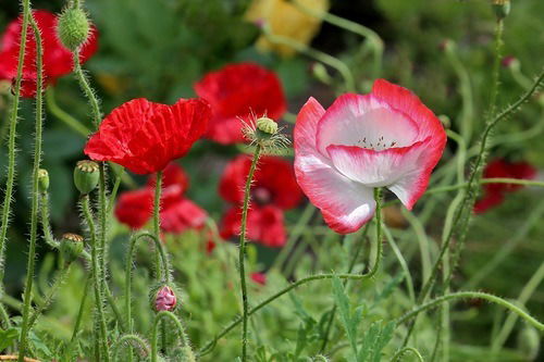 Наталья Ильина