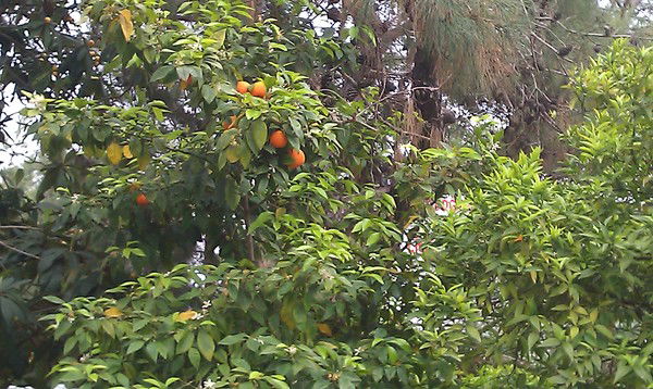 Ольга Новикова