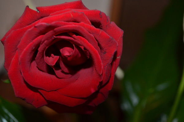 Ольга Загумённова