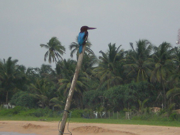 Артем Алексеев