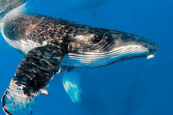 Александра Селина