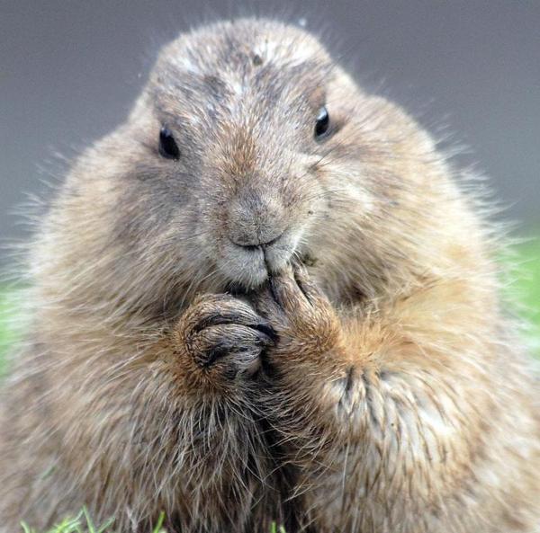 Алексей Тазов