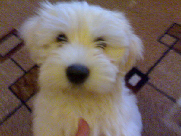 Георгий Харатишвили