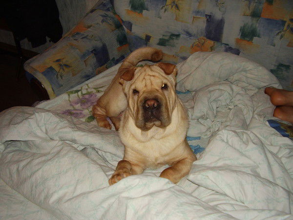 Сергей Малай