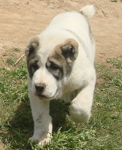 Бахрам Кандымов