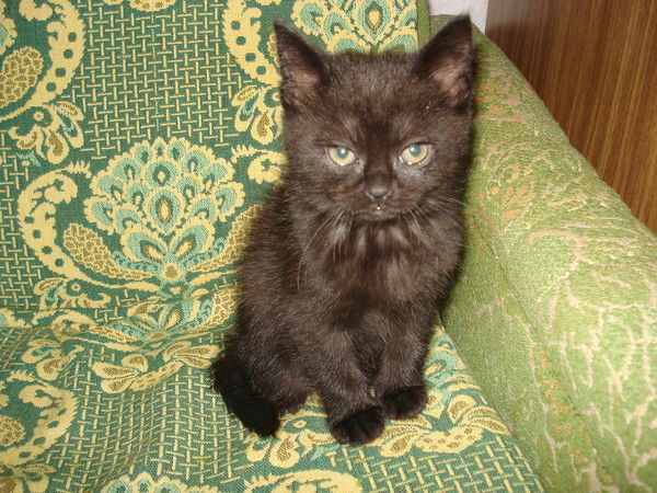 Григорий Семенов