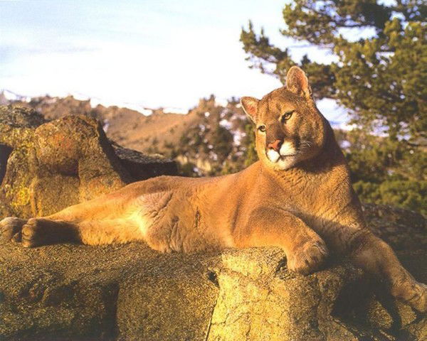 Ирина Черепанова