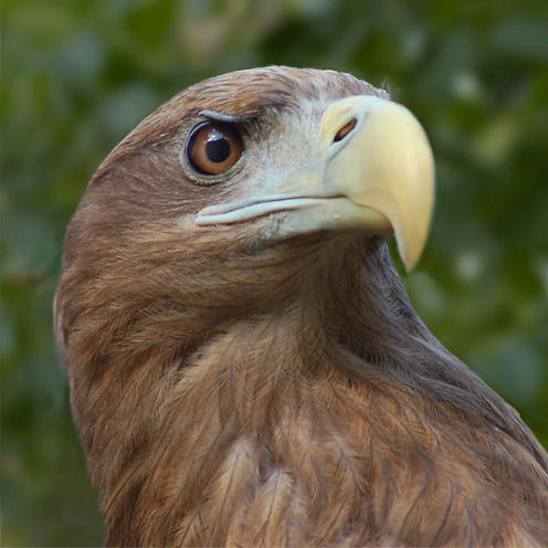 Марат Pontifex Pontifex