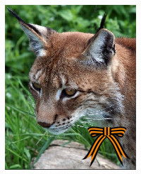 Надежда Мещанова