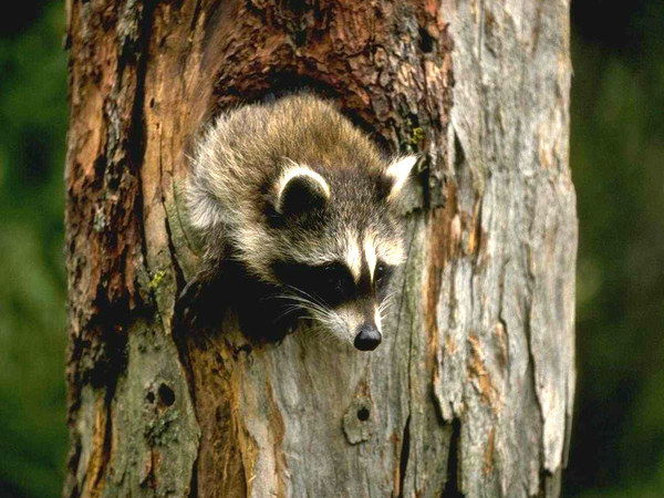 Кирилл Нестер-Off