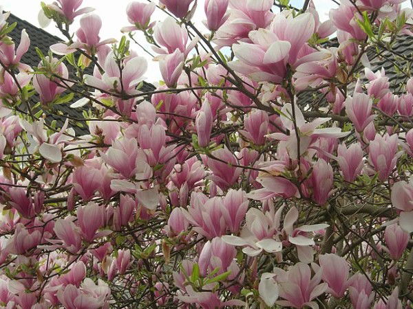 Лариса Серебренникова