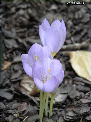 Ольга Стёпина