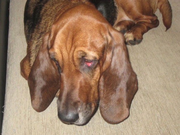 Анастасия Говоркова