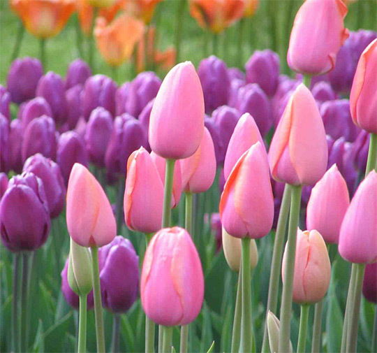 Гульнур Байшукурова