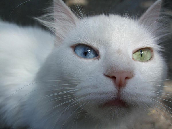 Ольга Бондаренко