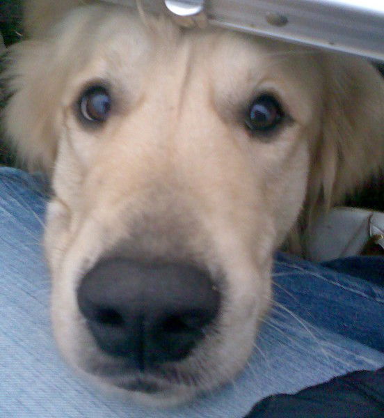 Елена Ронжина