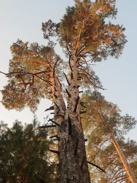 Татьяна Максутова