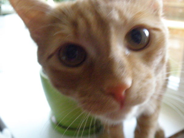 Неизвестно Неизвестно