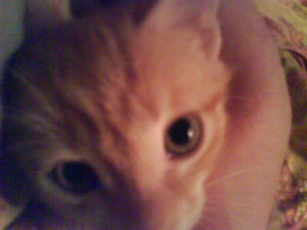 Светлана Миронова