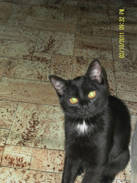 Екатерина V