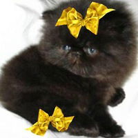 Ирина Короткова