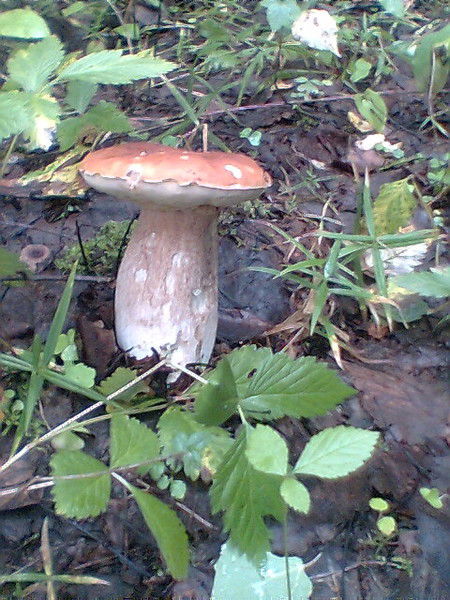 Роман Аревкин