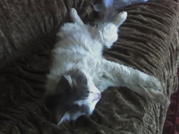 Саша Горева