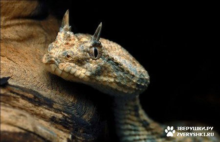 Олеся Логвинюк