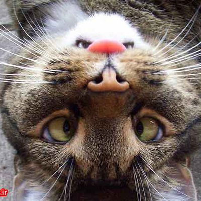 Кристина Рассадникова