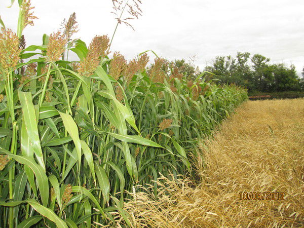 Данияр Андыбаев