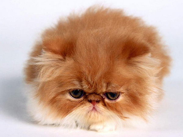 Анжела Куливанова