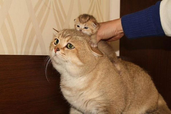 Ксения Мельникова