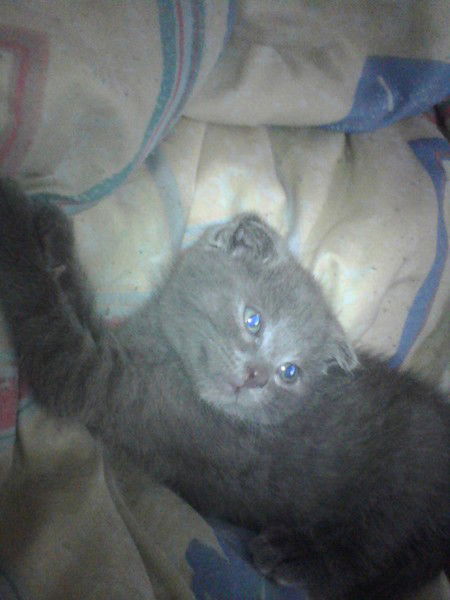 Елена Скипина