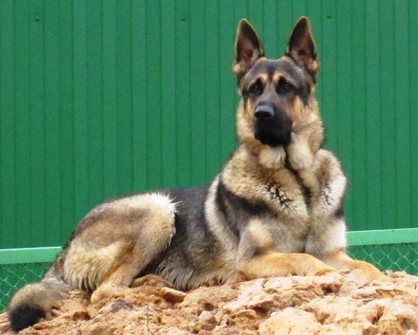 Вячеслав Скрипченко