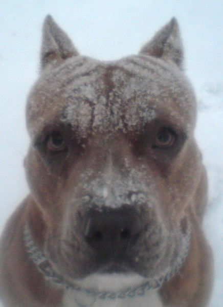 Максим Прищепа