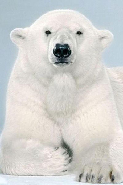 Елена Яценко