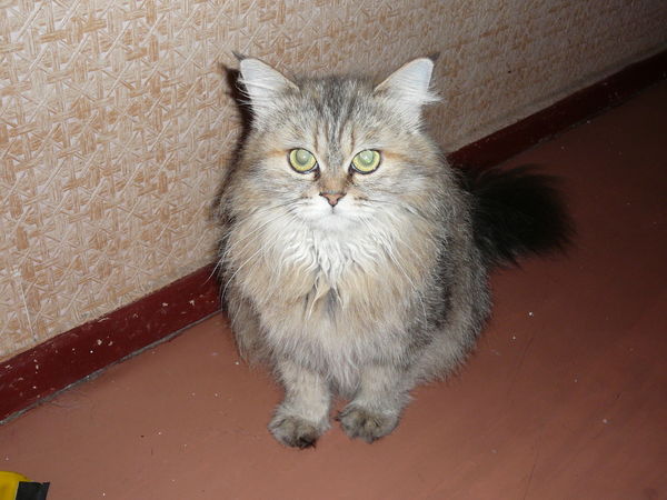 Света Садовинская