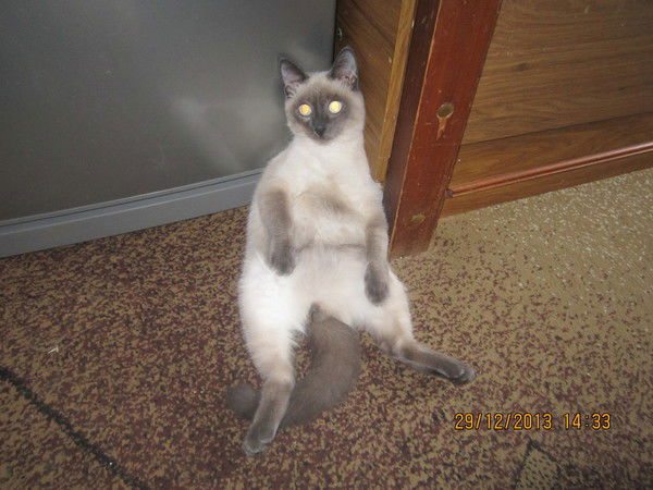 Натка Столярова