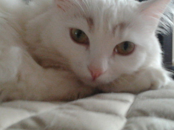 Светлана Апсалямова