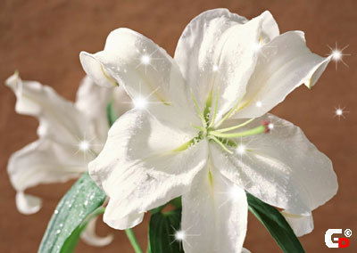 Надежда Кузьмина