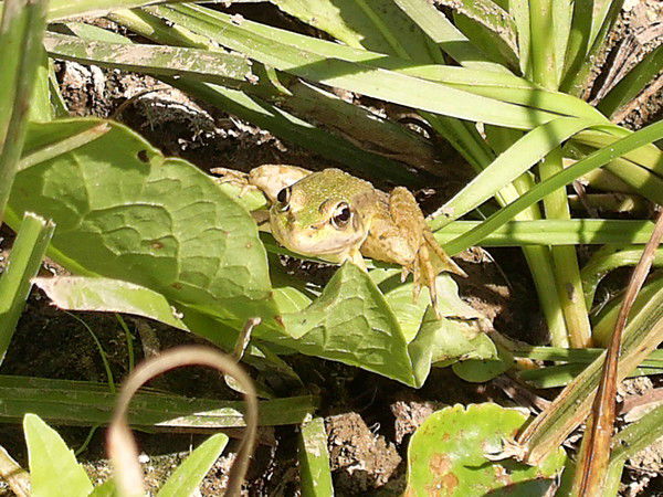 Павел Васильев