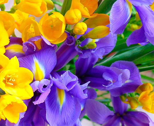 Алия Тулешова